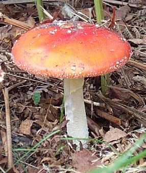 Amanite tue-mouches ou Amanita muscaria