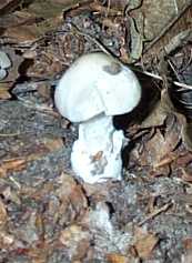 Amanite Vireuse ou Amanita virosa