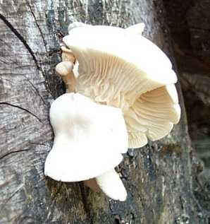 Pleurote corne d' abondance ou Pleurotus cornucopiae