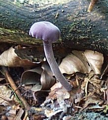 Clitocybe amthyste ou Laccaria amethystina