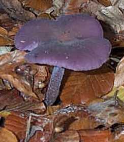 Clitocybe amthyste ou Laccaria amethystina