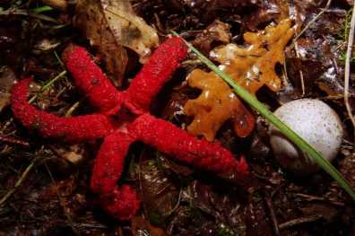 Anthurus d' archer ou Clathrus archeri ou Anthurus archeri