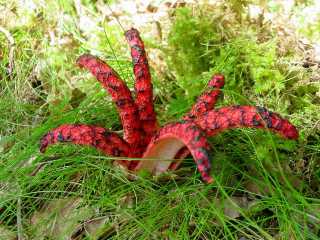 Anthurus d' archer ou Clathrus archeri ou Anthurus archeri