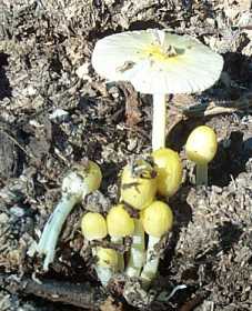 Bolbitie vitelline ou Bolbitius vitellinus