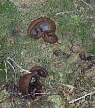 Pzize brune ou pzize baie ou Peziza badia