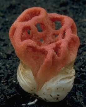 Clathre grillag ou clathre rouge ou Clathrus ruber
