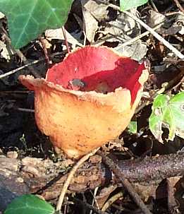 Pzize coccine ou plactania coccinea ou sarcoscypha coccinea