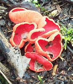 Pzize coccine ou plactania coccinea ou sarcoscypha coccinea