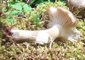 Collybie  lamelles larges ou Megacollyba platyphylla