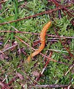 Cordyceps militaire ou Cordyceps militaris