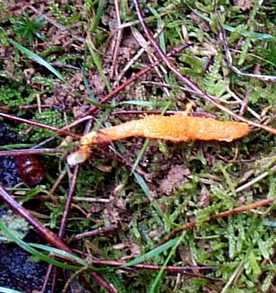 Cordyceps militaire ou Cordyceps militaris