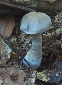 Cortinaire blanc violet ou Cortinarius alboviolaceus