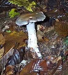 Cortinaire blanc violet ou Cortinarius alboviolaceus