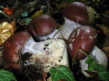 Cortinaire Remarquable ou Cortinarius praestans