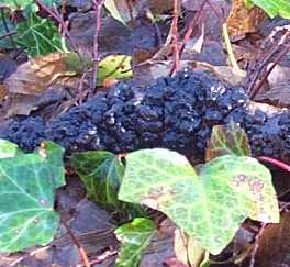 Exidie glanduleuse ou Exidia glandulosa