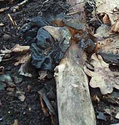 Exidie truncata ou Exidia truncata