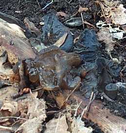 Exidie truncata ou Exidia truncata