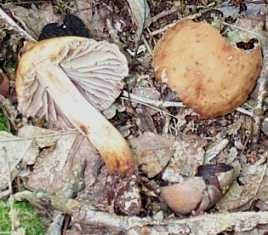 Collybie  pied en fuseau ou Collybia fusipes