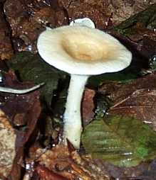 Clitocybe en entonnoir ou Clitocybe gibba ou Clitocybe infundibuliformis