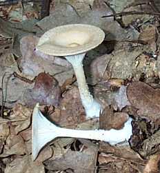 Clitocybe en entonnoir ou Clitocybe gibba ou Clitocybe infundibuliformis