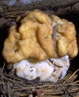 Gyromitre gant ou Gyromitra gigas ou Neogyromitra gigas