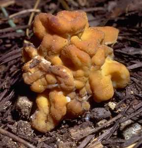 Gyromitre gant ou Gyromitra gigas ou Neogyromitra gigas