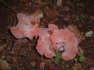 Gupinie rousse ou oreille de veau tremiscus helvelloides ou guepinia helvelloides ou rufa