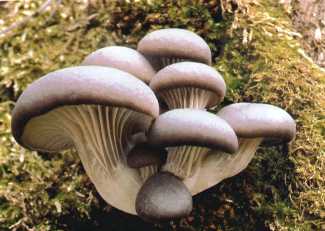 Pleurote en huitre ou Pleurotus ostreatus