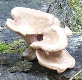 Pleurote en huitre ou Pleurotus ostreatus