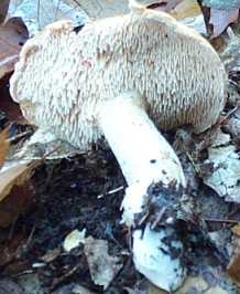 Hydne roussissant ou Hydnum rufescens