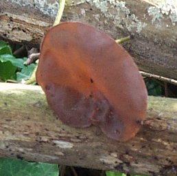 Oreille de Judas ou auricularia judea ou hirneola auricula judea