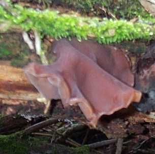 Oreille de Judas ou auricularia judea ou hirneola auricula judea