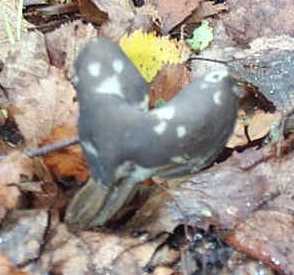 Helvelle lacuneuse ou Helvella lacunosa