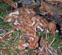 Lentin en colimaon ou Lentinellus cochleatus