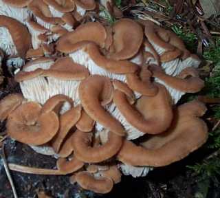 Lentin en colimaon ou Lentinellus cochleatus