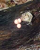 Lycogala epidendron