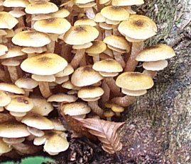 Armillaire de miel ou Armillaria mellea ou Armillariella mellea