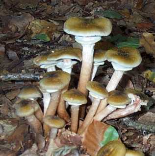 Armillaire de miel ou Armillaria mellea ou Armillariella mellea