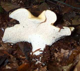 Pied de mouton ou Hydnum repandum ou sinuatum