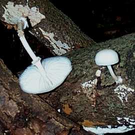 Mucidule visqueuse ou Oudemansiella mucida