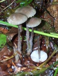 Mycne filope ou Mycena filopes