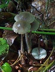 Mycne filope ou Mycena filopes