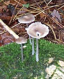 Mycne  pied stri ou Mycena polygramma