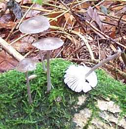 Mycne  pied stri ou Mycena polygramma