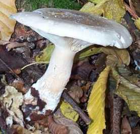 Clitocybe Nbuleux ou Clitocybe nebularis ou lepista nebularis