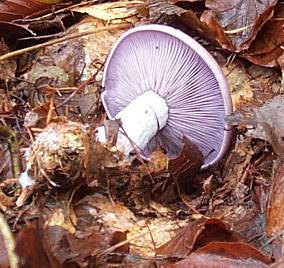 Pied bleu ou Lepista nuda