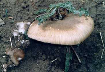 Pleurote du panicaut ou Pleurotus eryngii