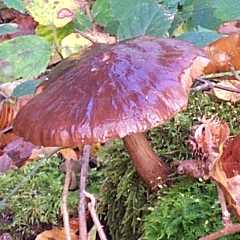 Plute couleur de cerf ou Pluteus cervinus