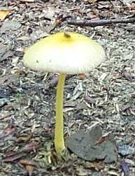 Plute jaune ou Pluteus chrysophaeus