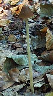 Psathyrelle conique ou Psathyrella conopilus